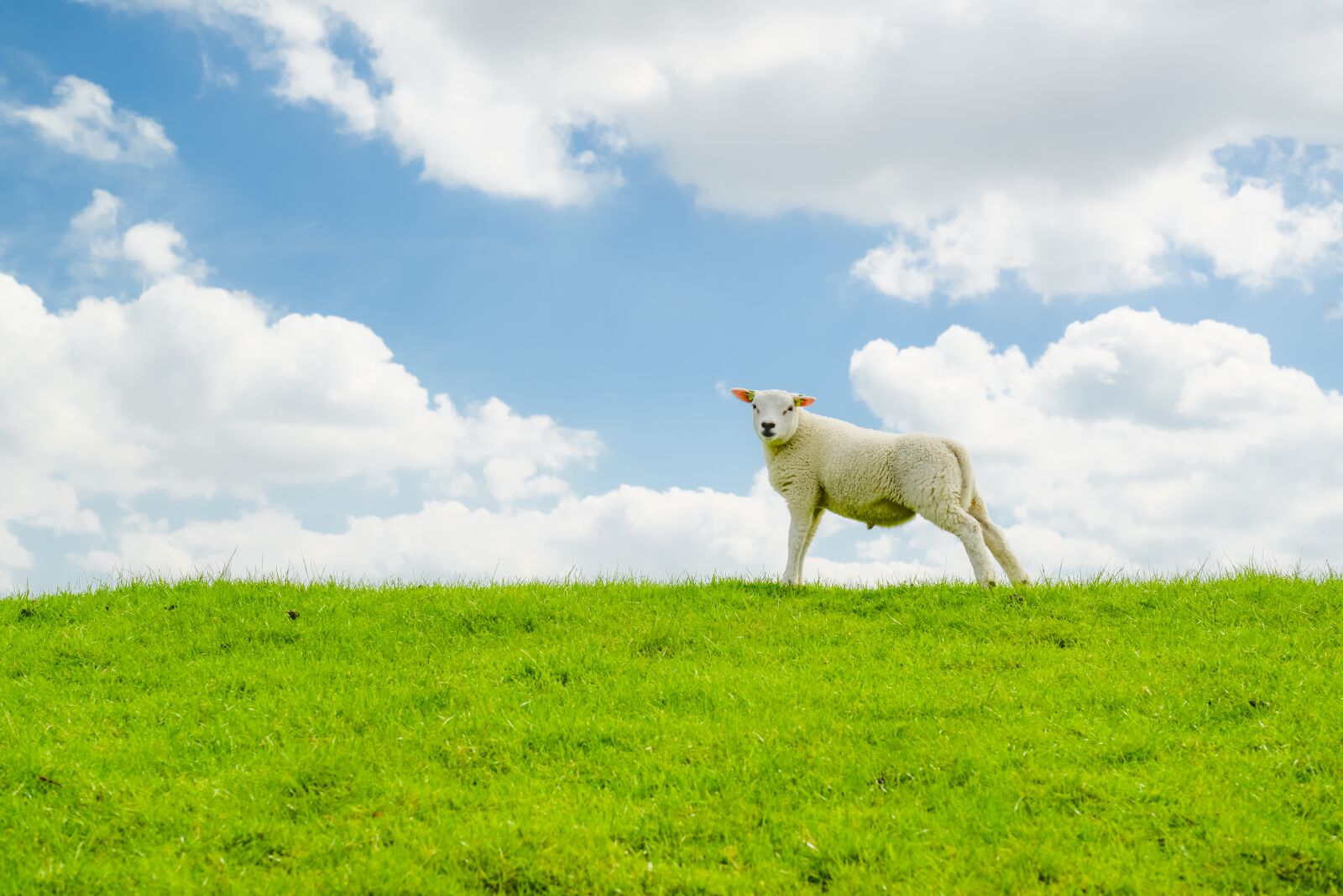 Nikon D610 sample photo. Lamb, sheep, hill photography
