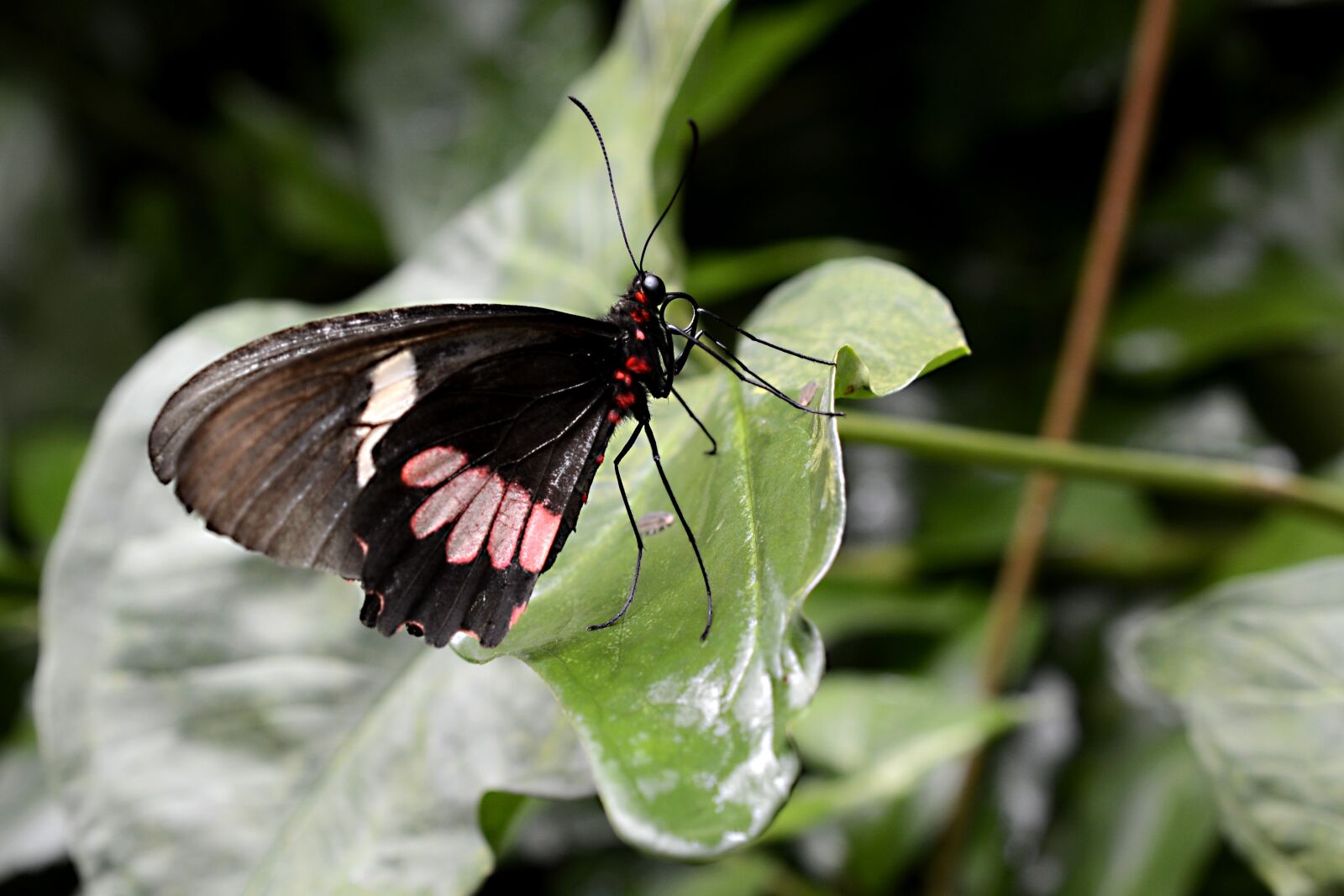 Nikon D7100 sample photo. Butterfly, insect, wing photography