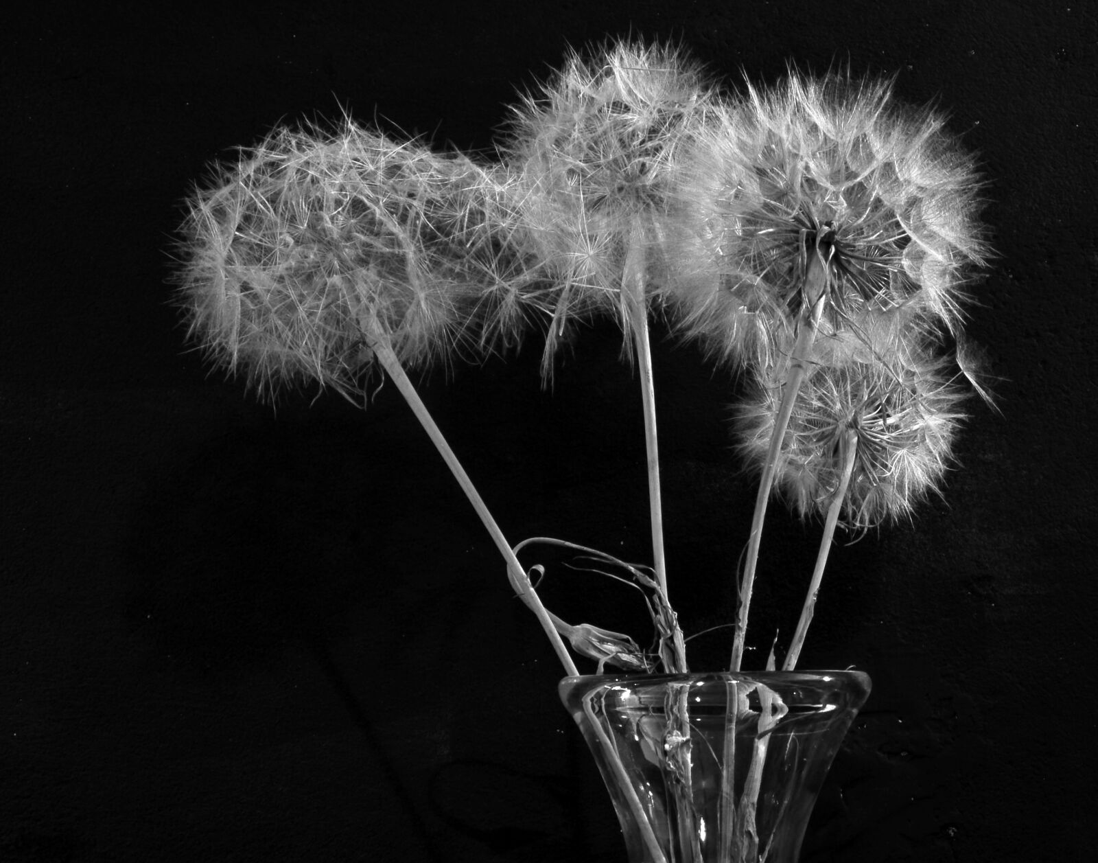 Nikon D610 sample photo. Dandelion, black and white photography