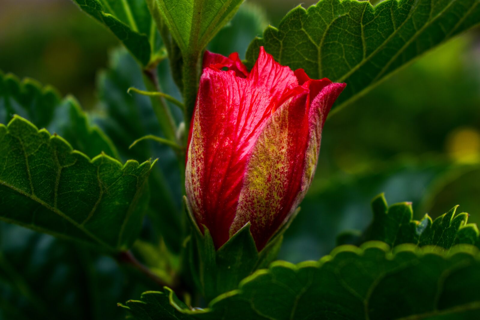 Nikon D3400 sample photo. Leaf, nature, plant photography