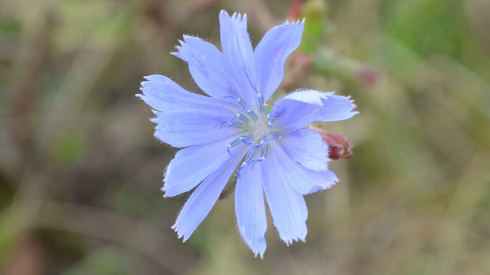 Nikon D5100 sample photo. Flower, blue, nature photography
