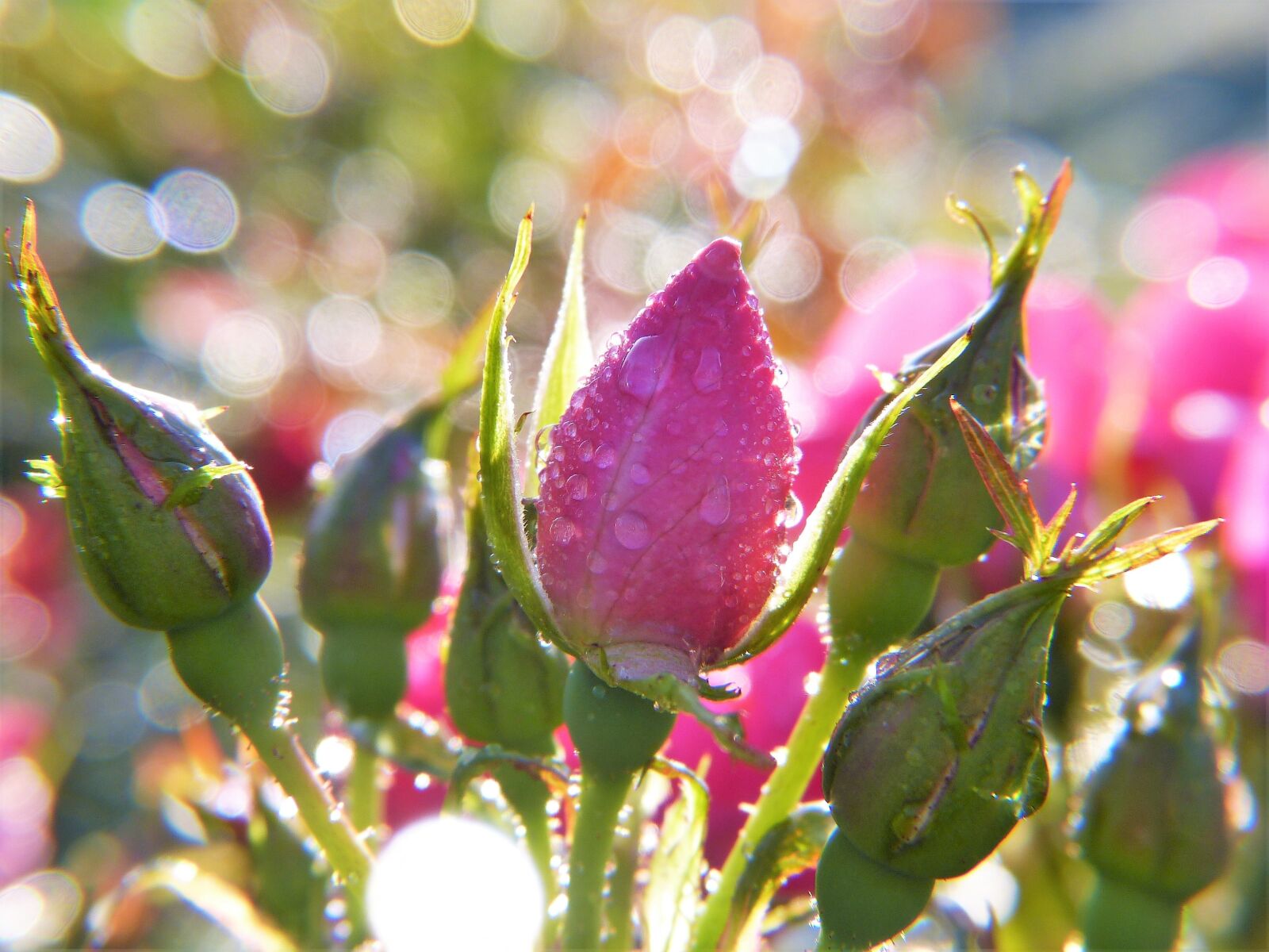 Panasonic Lumix DMC-FZ150 sample photo. Rose, rose bud, dew photography