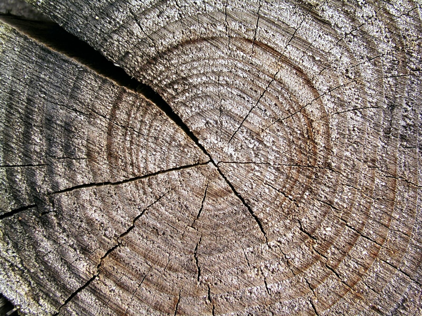 Olympus C5050Z sample photo. Wood, trunk, texture photography
