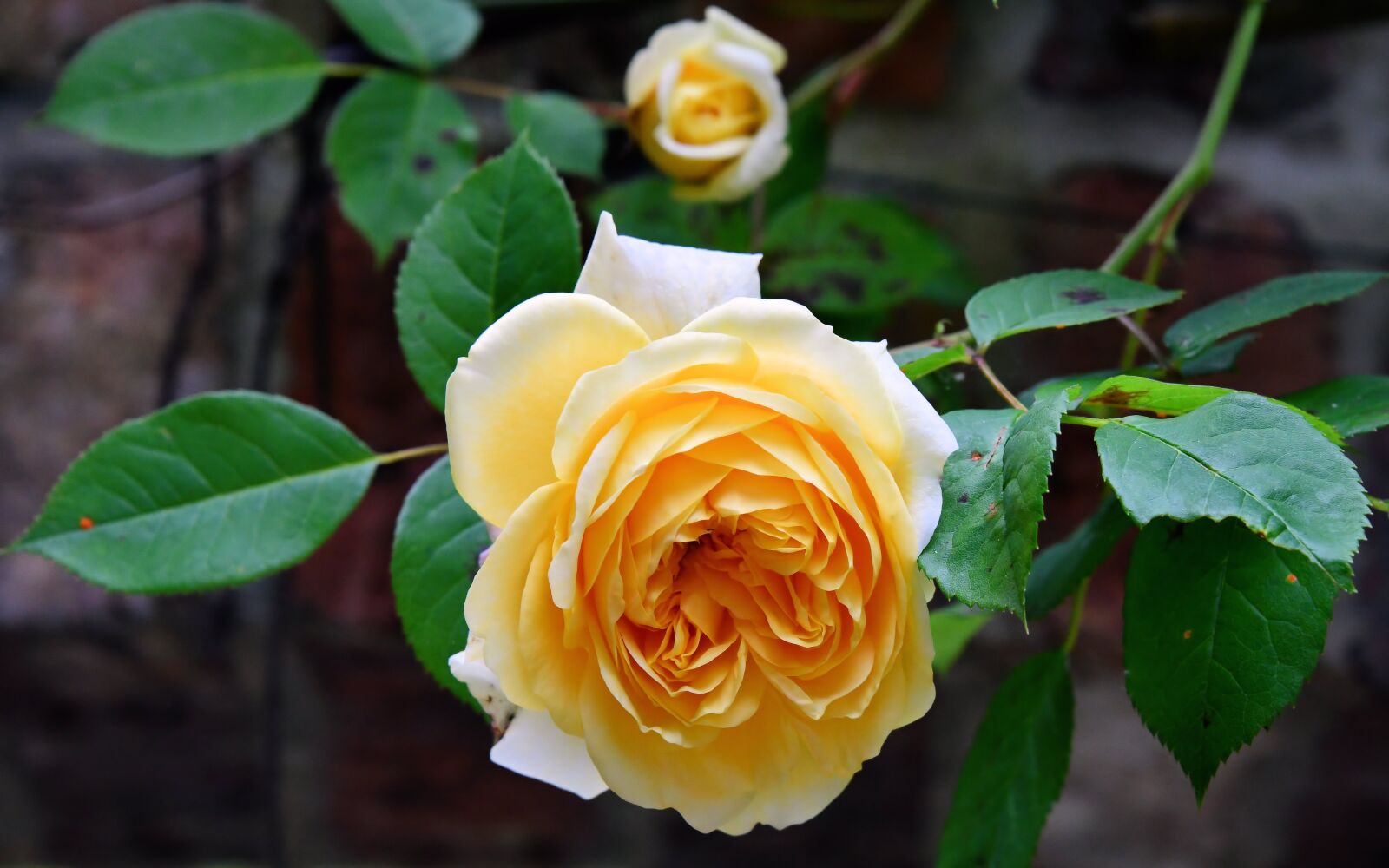 Nikon D850 sample photo. Rose, flower yellow, leaf photography