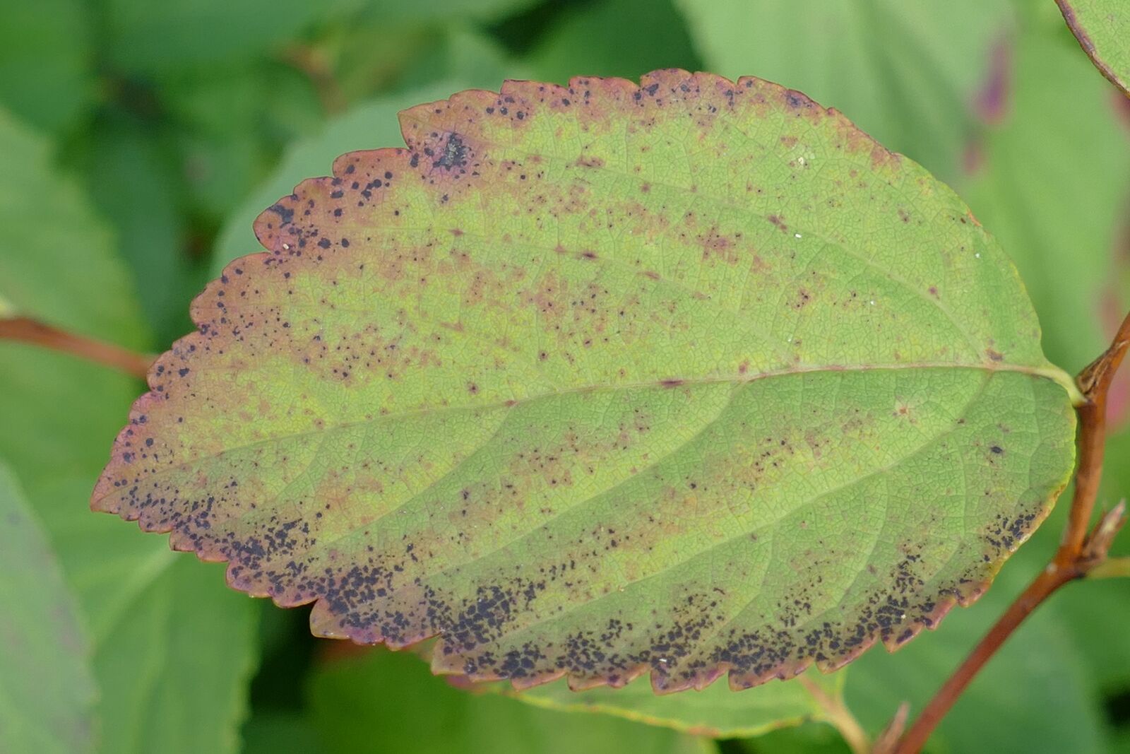Panasonic Lumix DMC-FZ1000 sample photo. Leaf, foliage, plant photography
