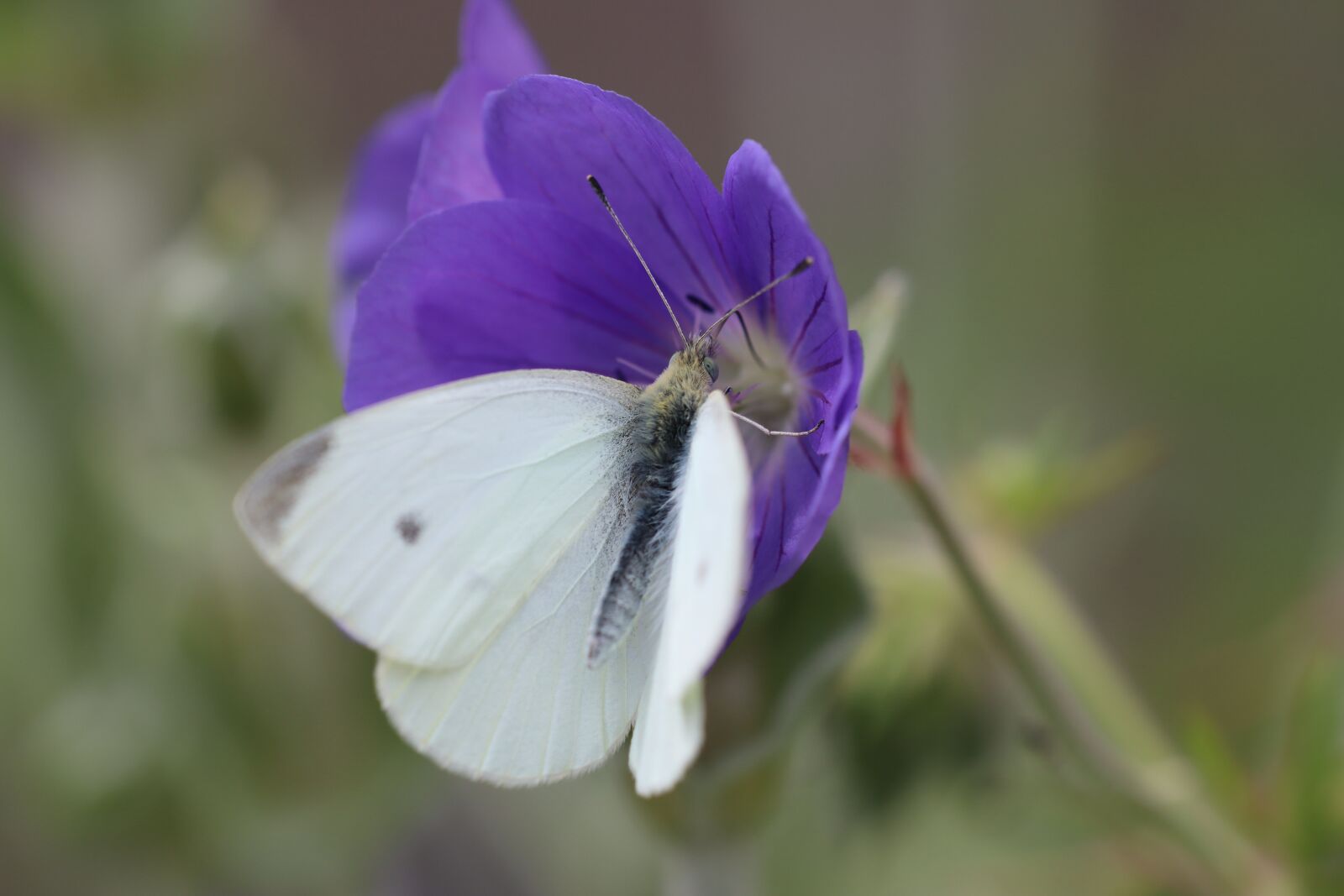 Canon EOS 90D sample photo. Drexel, white, butterfly photography