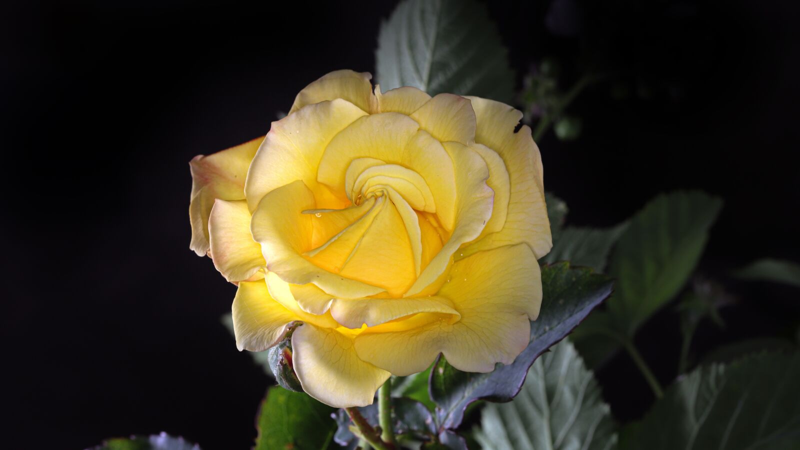Canon EOS 6D Mark II sample photo. Rose, yellow rose flower photography