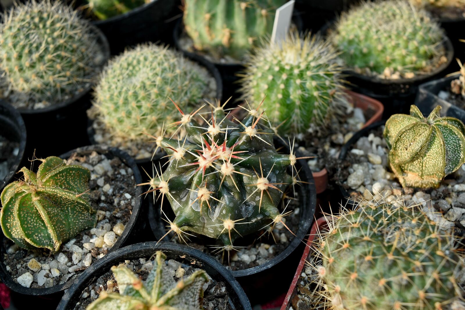 Nikon D5500 sample photo. Spike, cactus, desert, nature photography