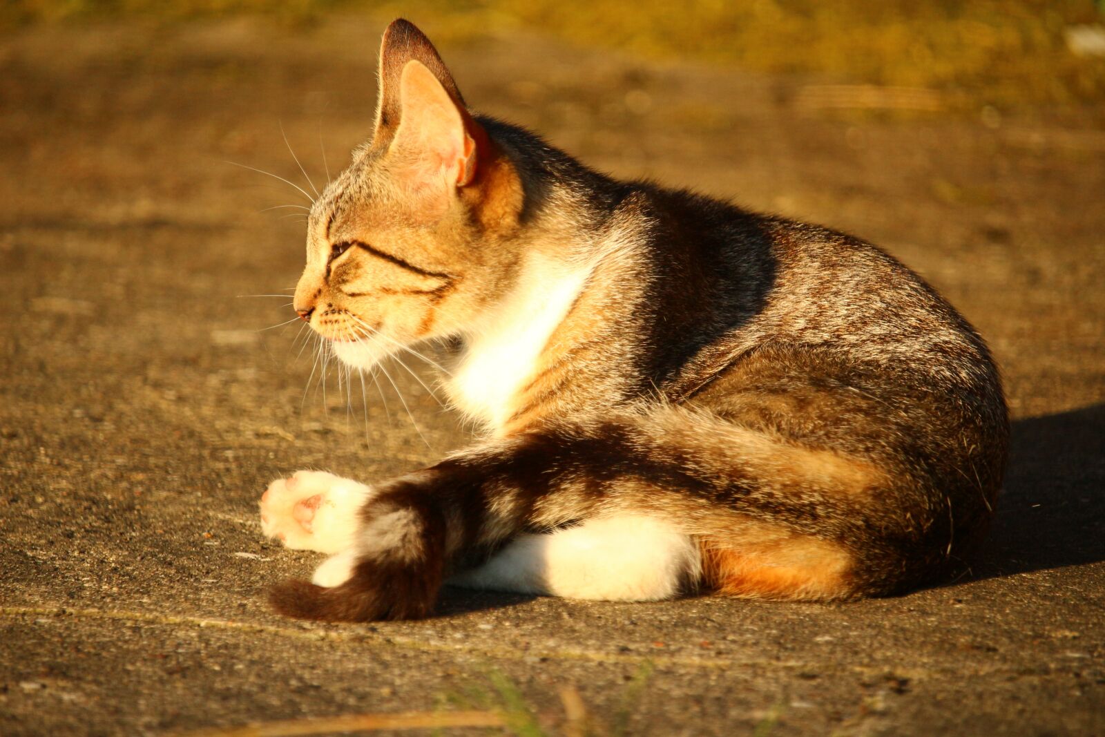 Canon EOS 100D (EOS Rebel SL1 / EOS Kiss X7) sample photo. Cat, kitten, mackerel photography
