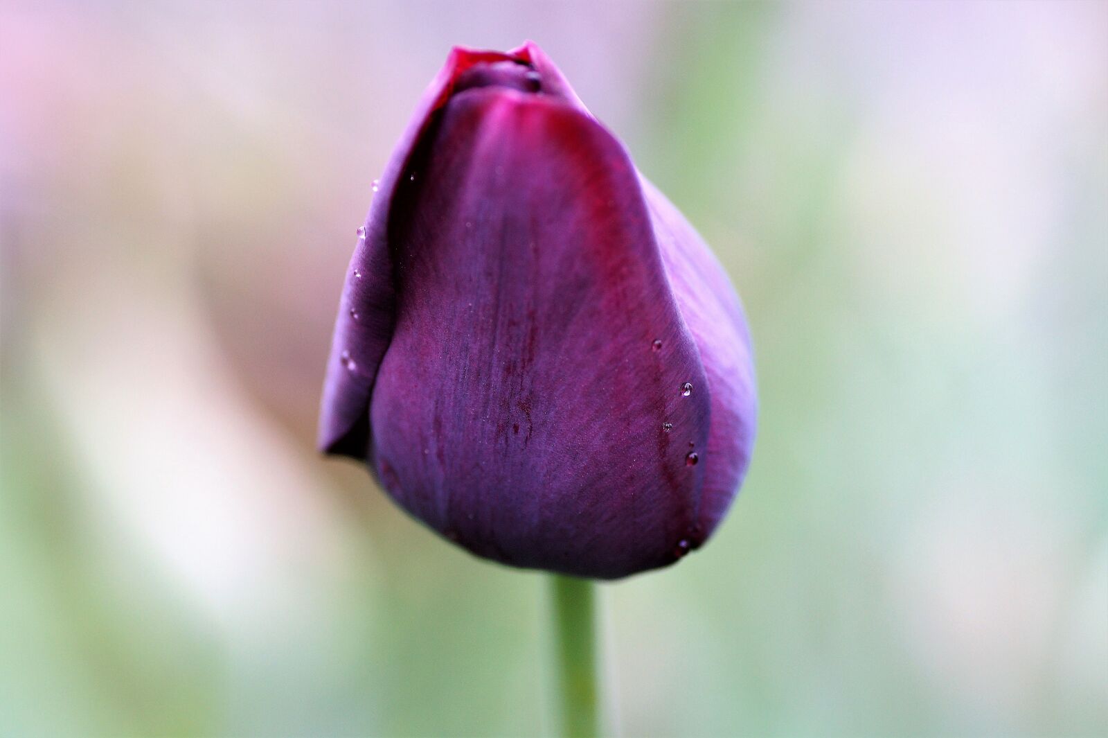 Sony SLT-A58 sample photo. Tulip, dark, violet photography