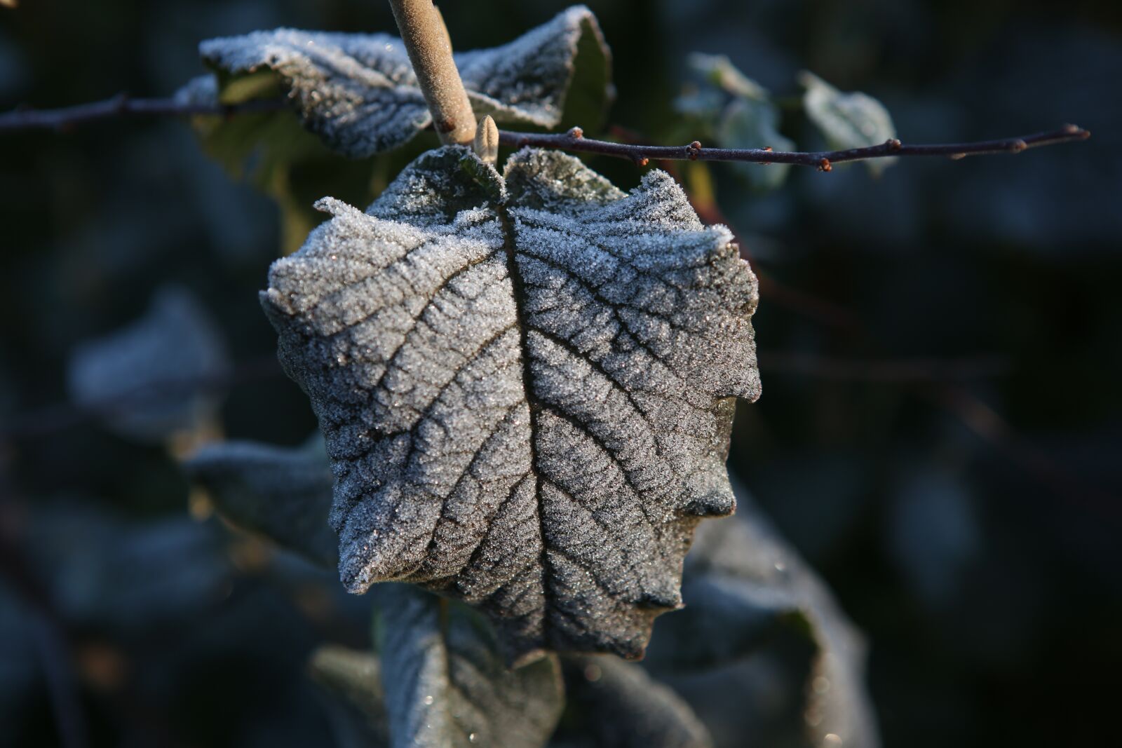 Canon EOS 5D Mark III sample photo. Winter, leaves, nature photography