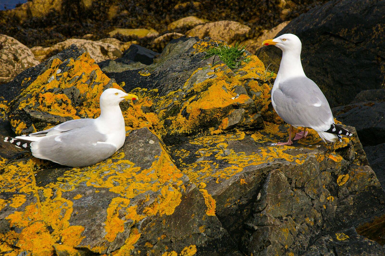 Pentax *ist DS sample photo. Gulls, pair, rock photography