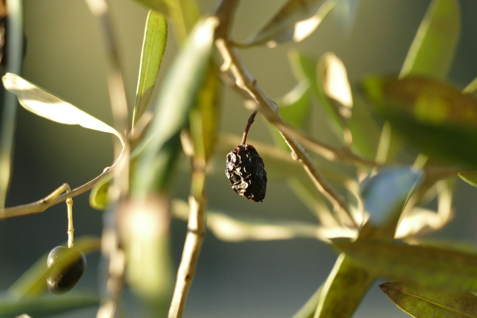 Panasonic Lumix DMC-FZ1000 sample photo. Olive tree, campaign, sun photography