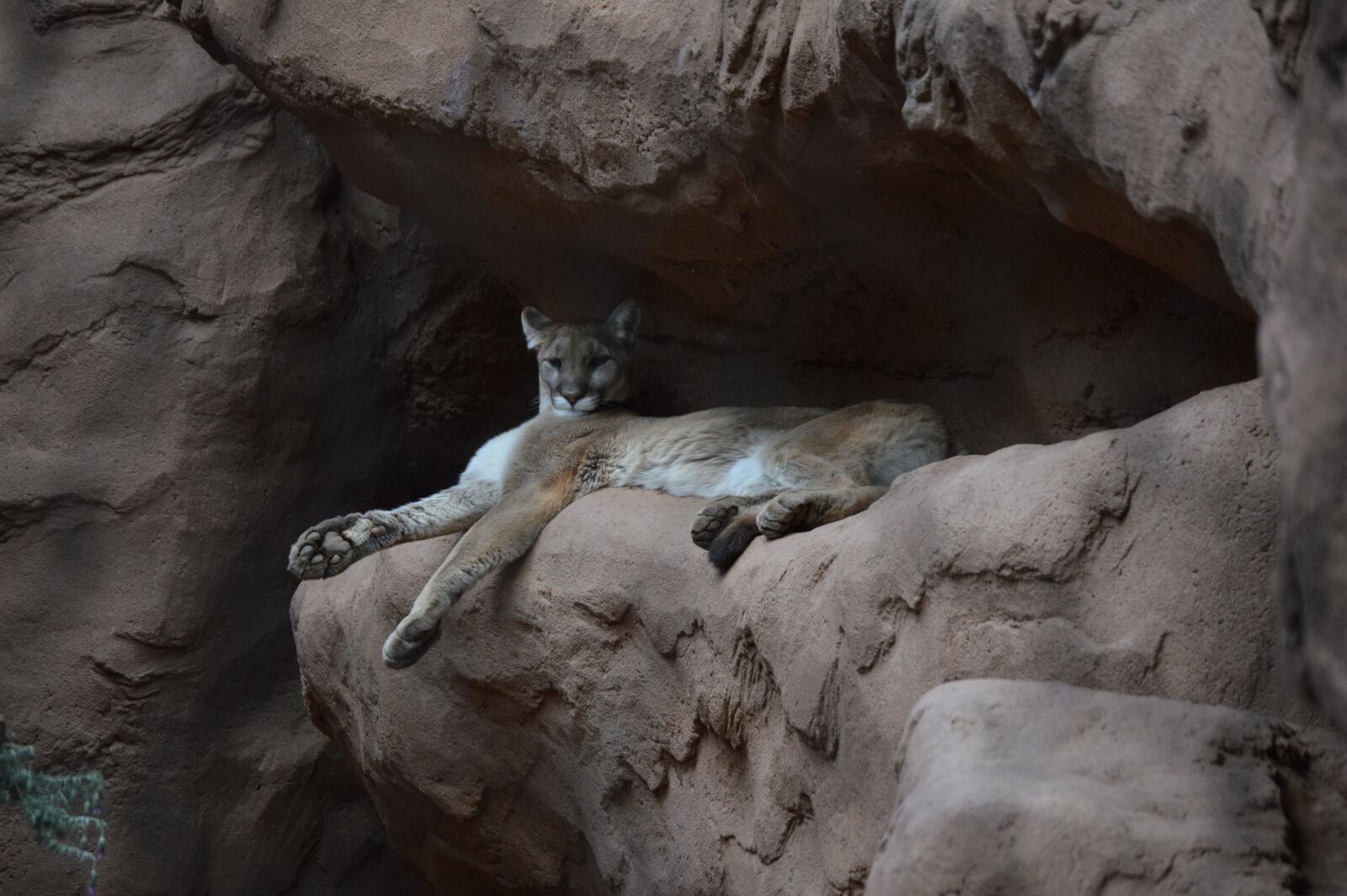 Nikon D3200 sample photo. Cat, cougar, wildlife photography