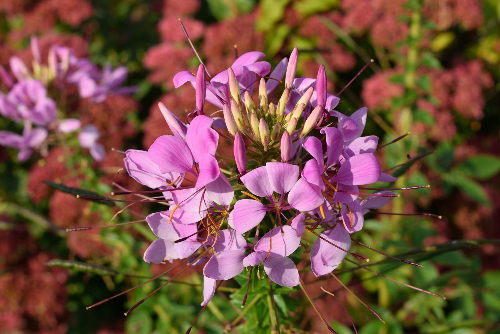 Nikon D3300 sample photo. Flower, plant, nature photography
