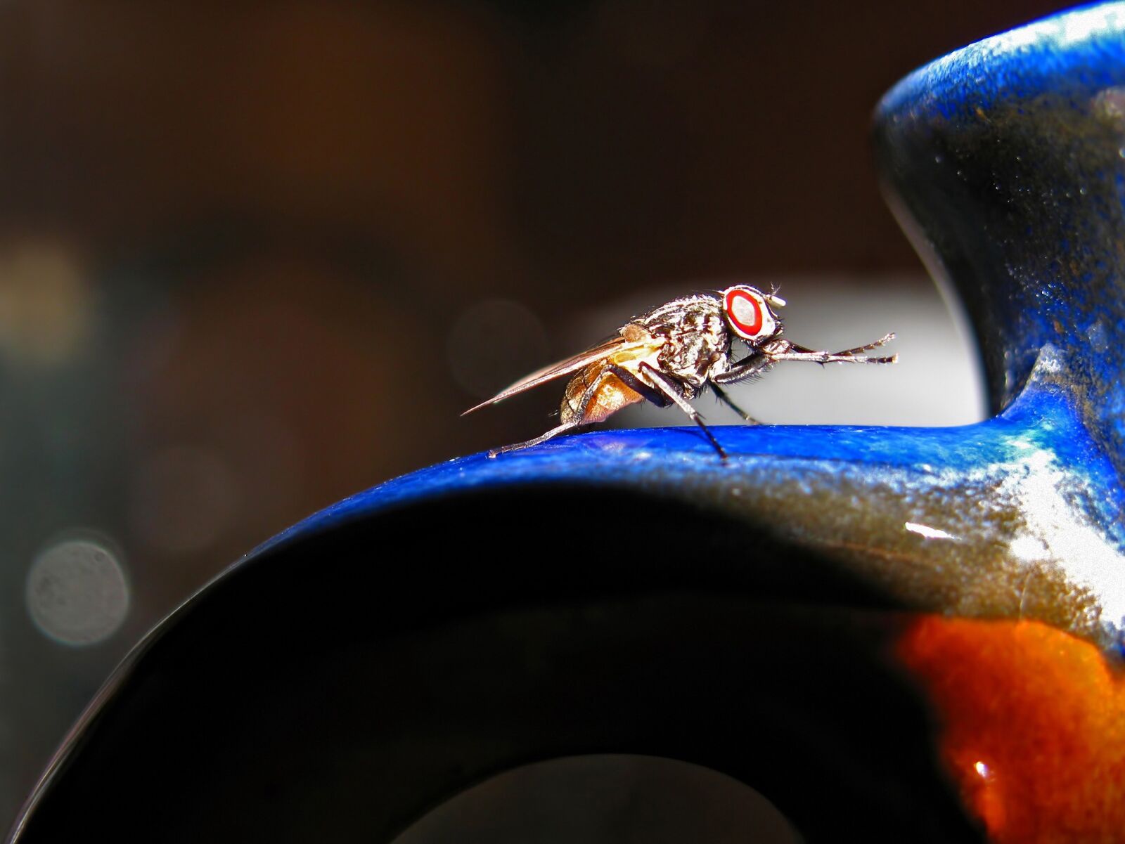 Canon PowerShot SX110 IS sample photo. Fly, insect, animal photography