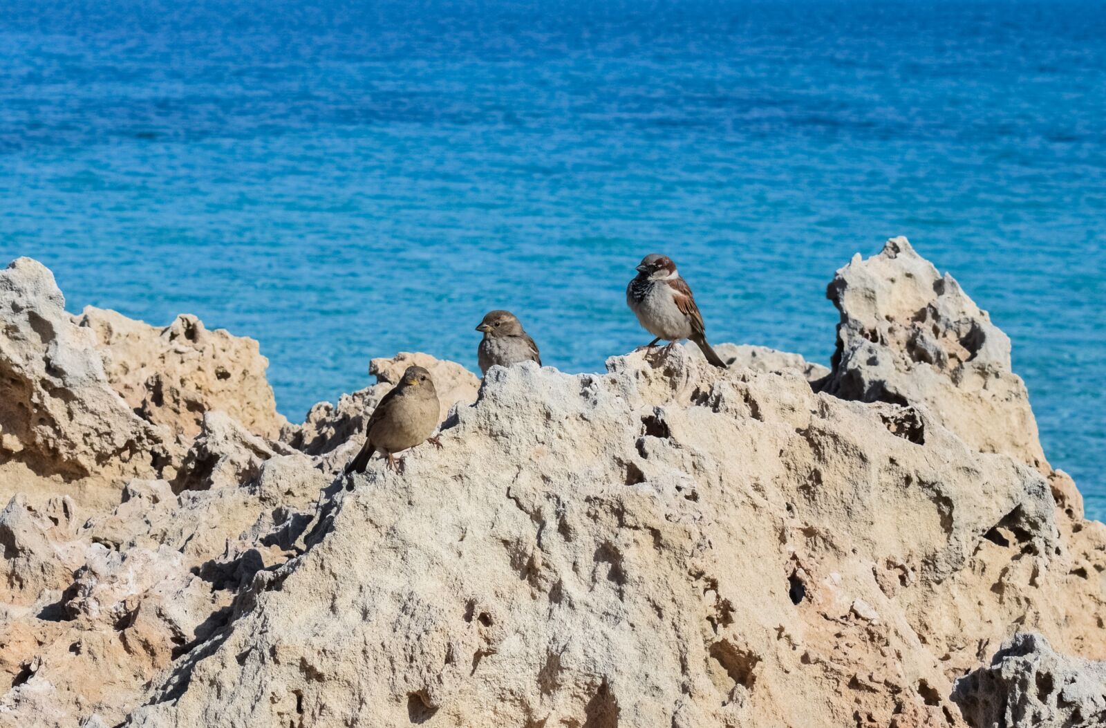 Nikon D3300 sample photo. Sparrows, rock, sea photography