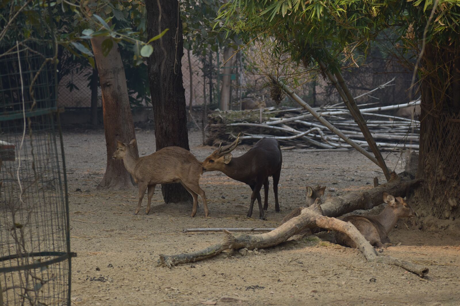 Nikon D5600 sample photo. Deer, wild, animal photography
