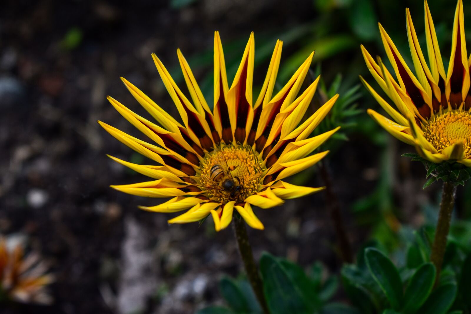 Nikon D3400 sample photo. Flower, beautiful flower photography