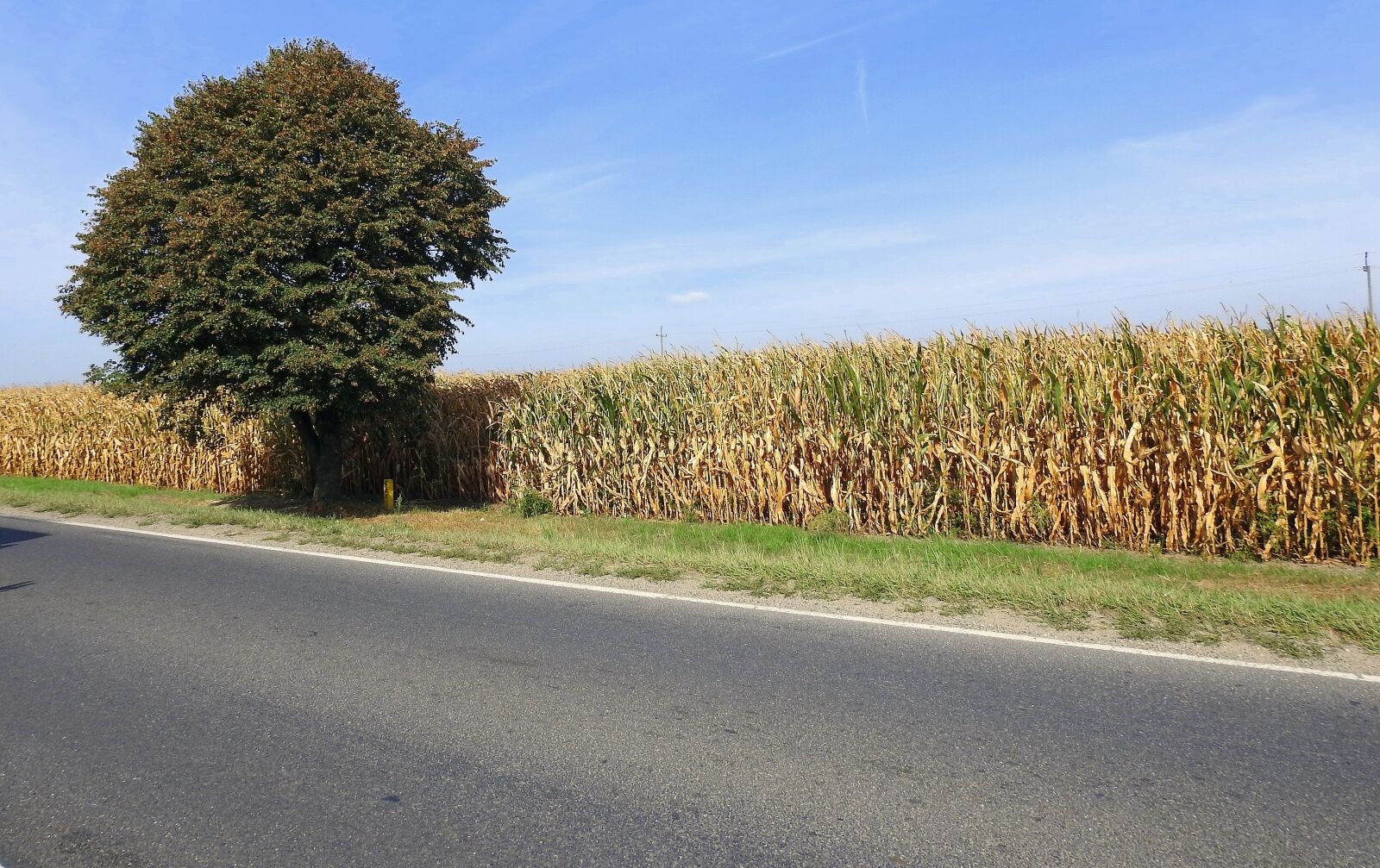 Nikon Coolpix P900 sample photo. Way, field, corn photography