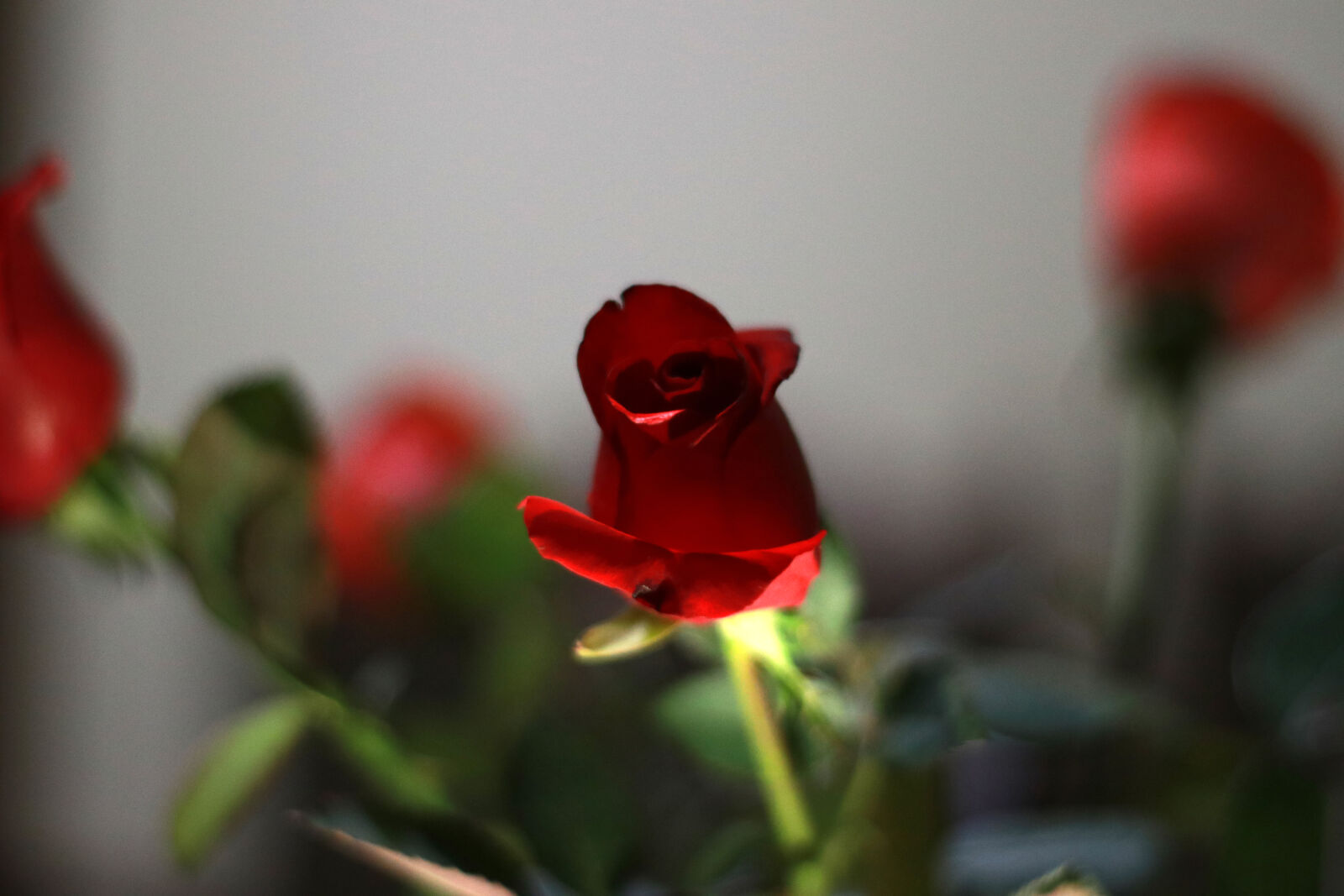 Yongnuo YN 50mm f/1.8 sample photo. Best, roses, dark, red photography
