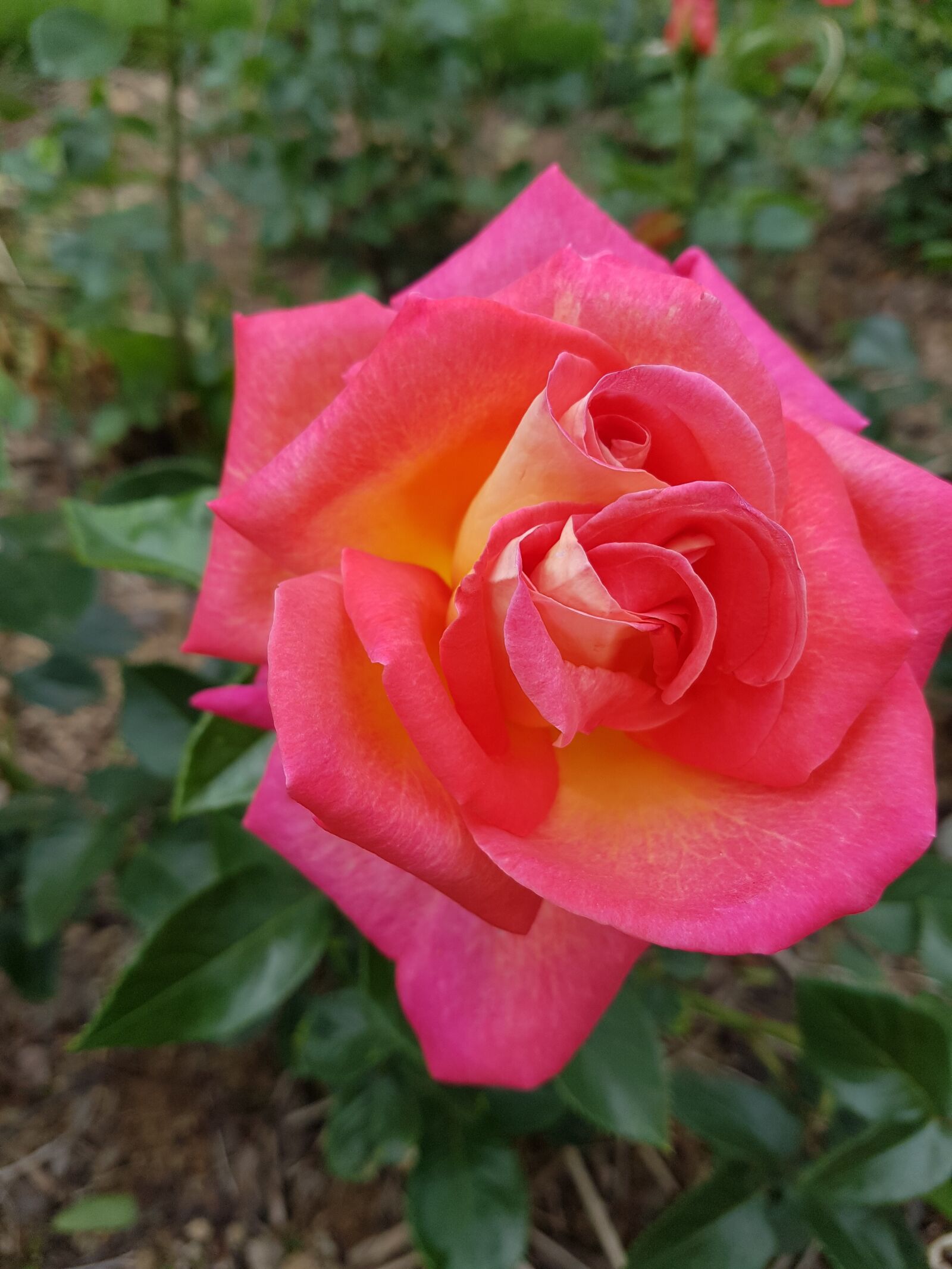 Samsung Galaxy S7 sample photo. Flower, rose flower, beautiful photography