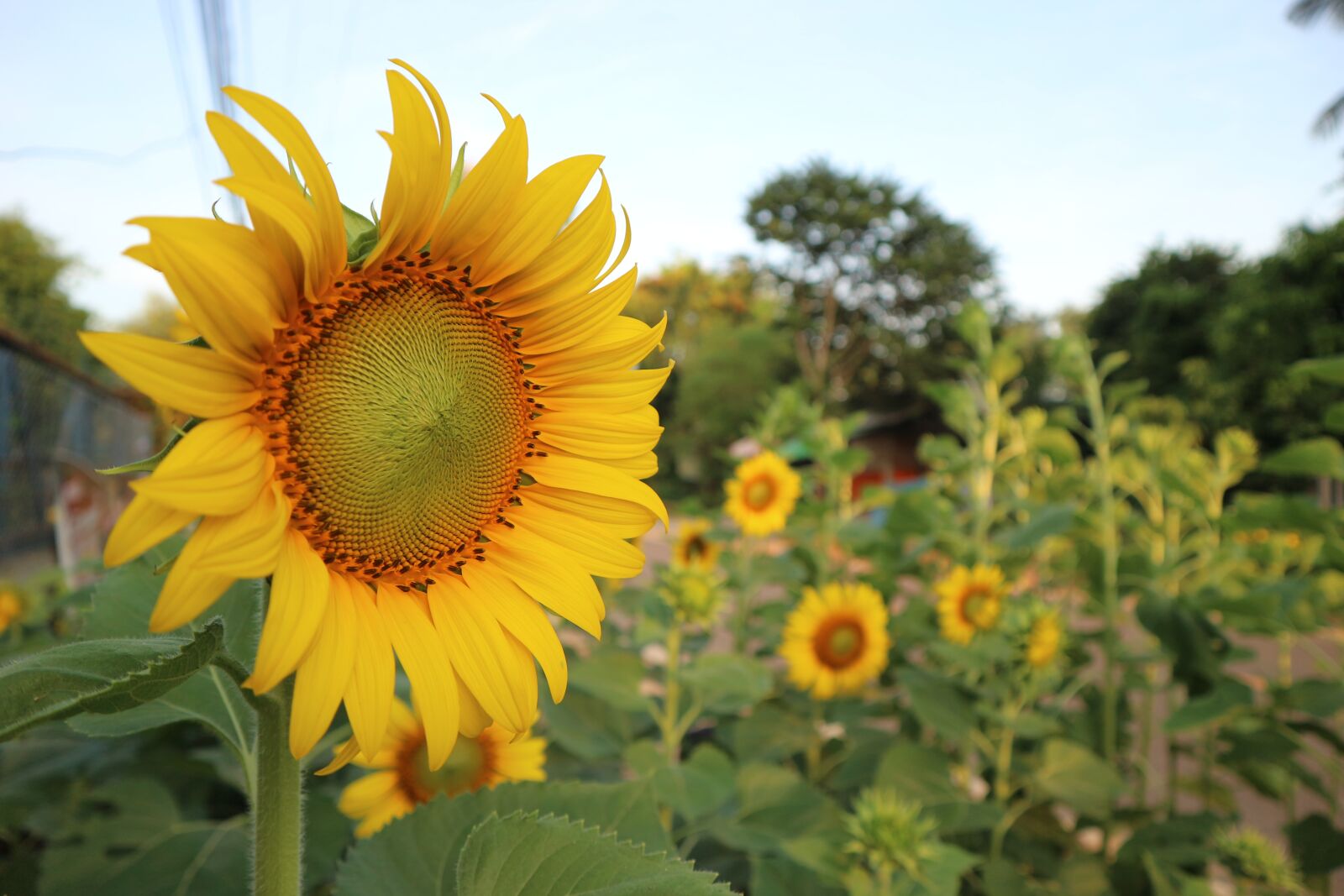 Canon EOS M10 sample photo. Sunflower, yellow, flowers photography