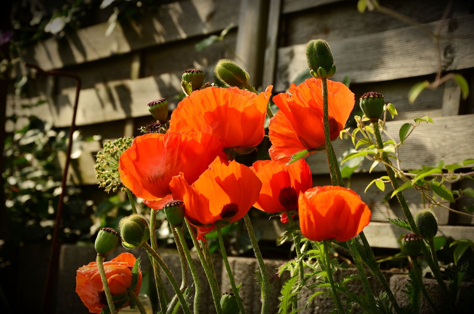 Nikon D5100 sample photo. Poppy, red poppy, klatschmohn photography