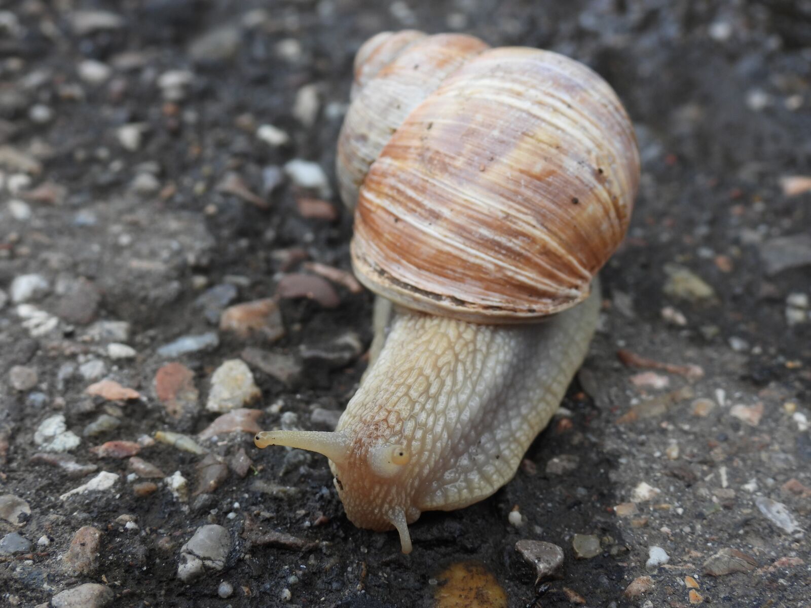 Nikon Coolpix P950 sample photo. Snail, shell, mollusk photography