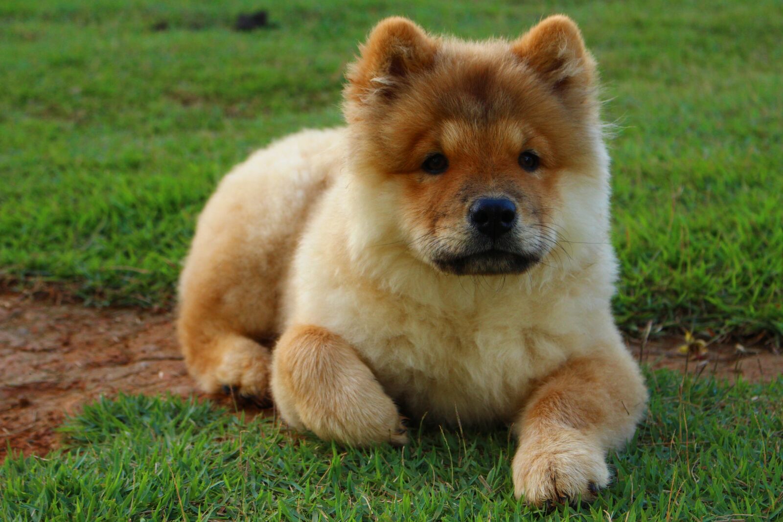 Canon EOS 700D (EOS Rebel T5i / EOS Kiss X7i) sample photo. Dog, animal, chow chow photography