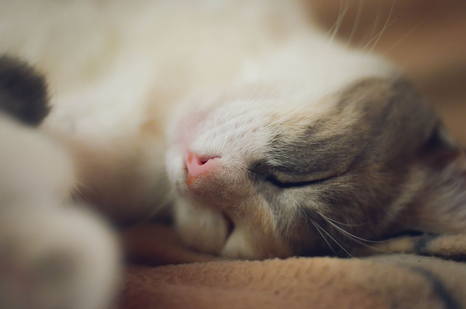 Nikon D5100 sample photo. Sloth, cat, animal photography