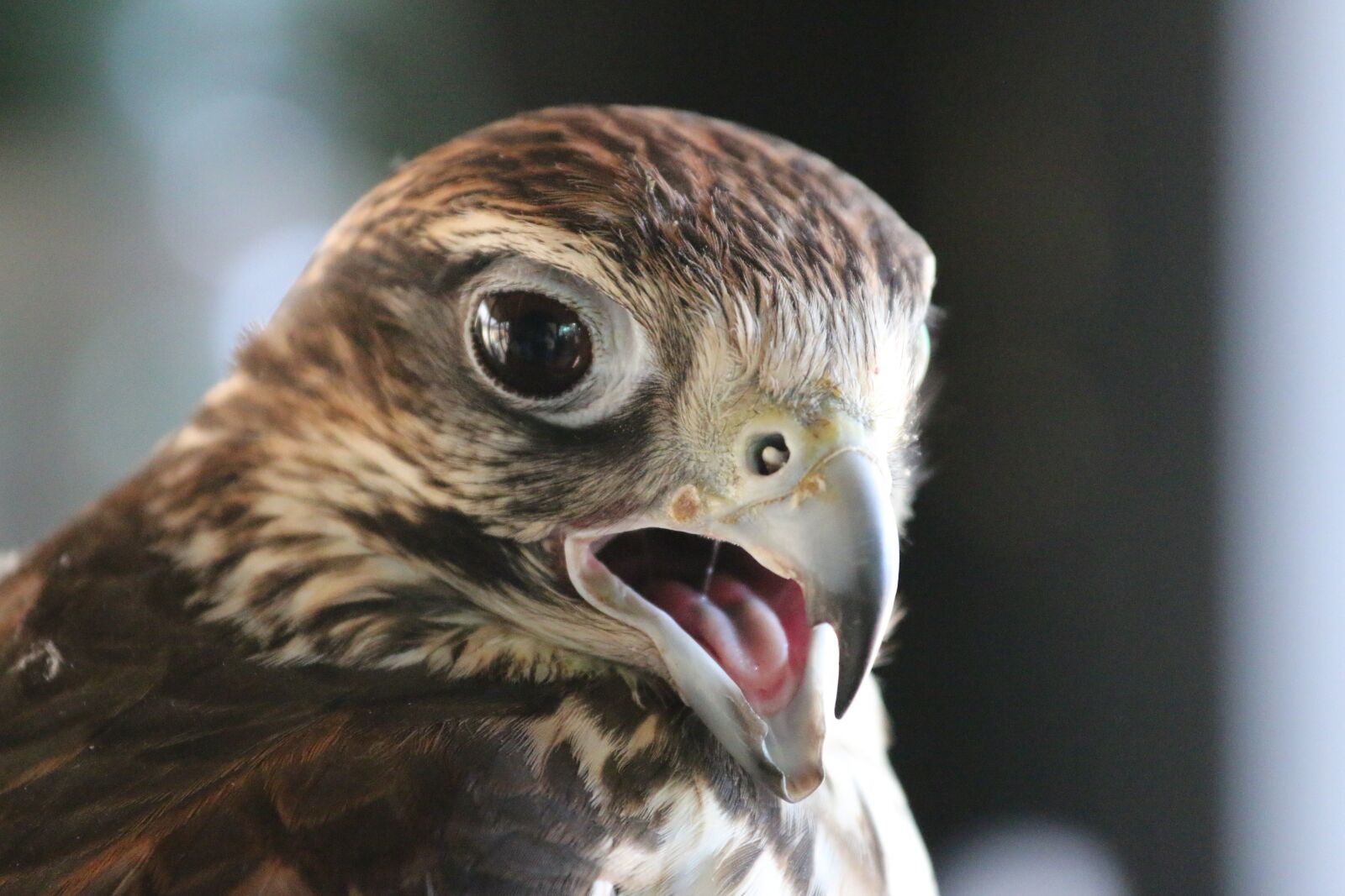 Canon EF 70-200mm F4L IS USM sample photo. Raptor, fly, bird photography