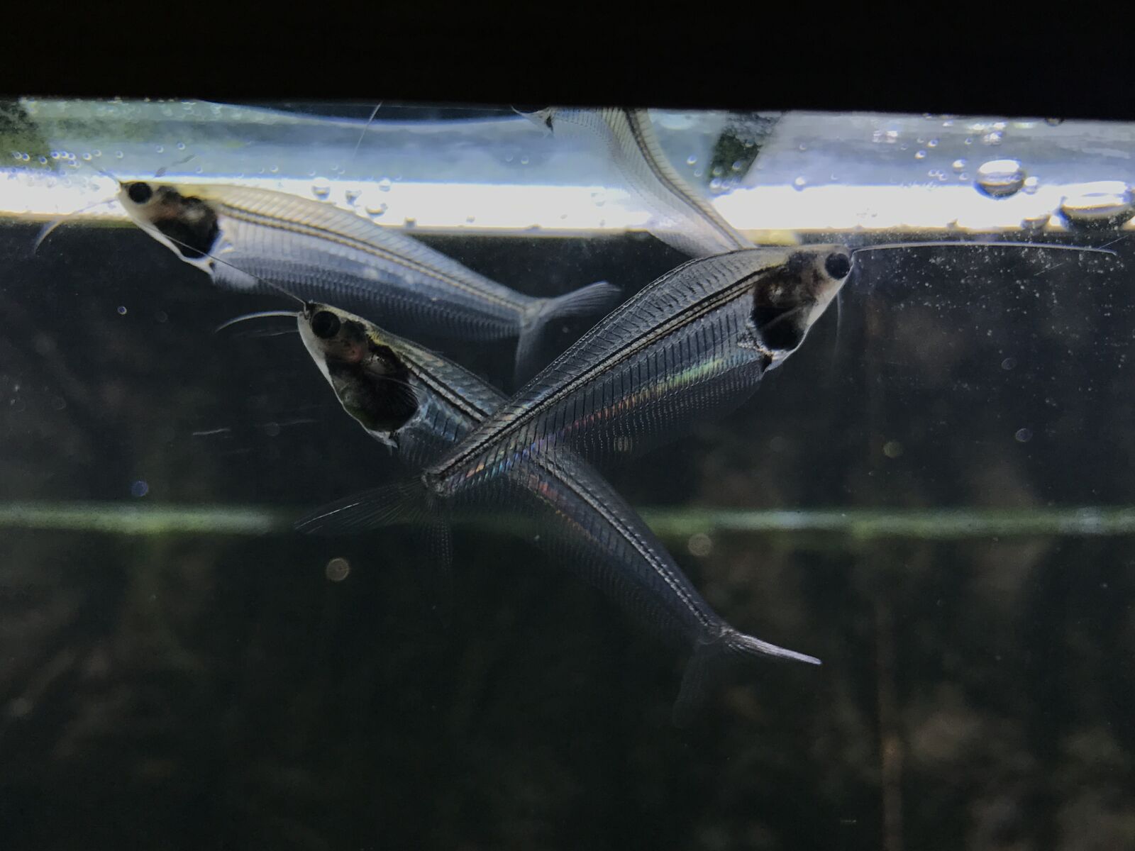 Apple iPhone 7 Plus sample photo. Glass cat, fish, freshwater photography