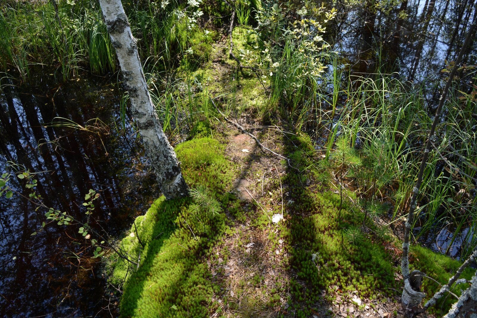 Nikon D5200 sample photo. Russia, trees, forest photography