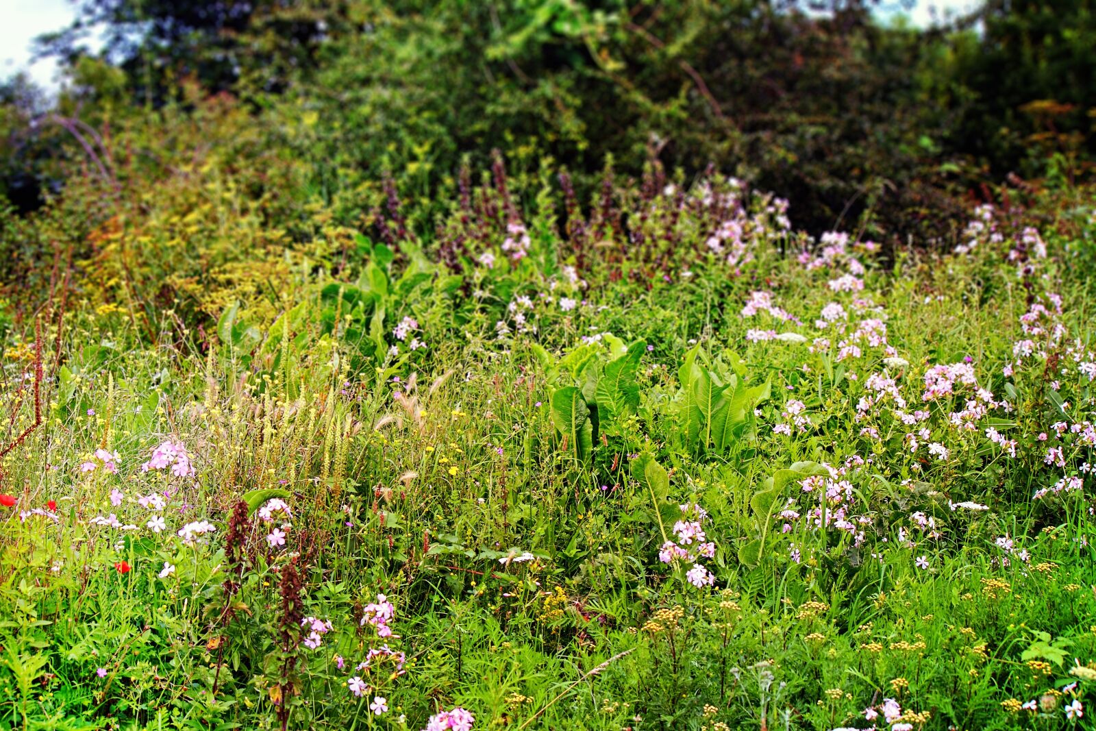 Canon EOS 500D (EOS Rebel T1i / EOS Kiss X3) sample photo. Wildflowers, nature, natural photography