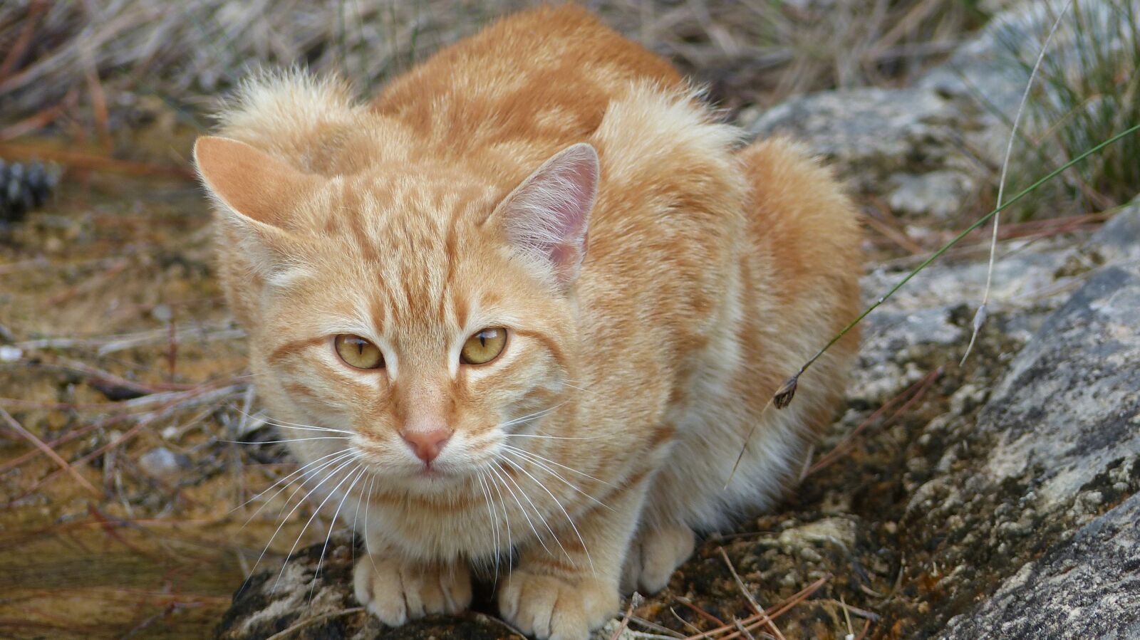 Panasonic Lumix DMC-FZ200 sample photo. Cat, feline, animals photography