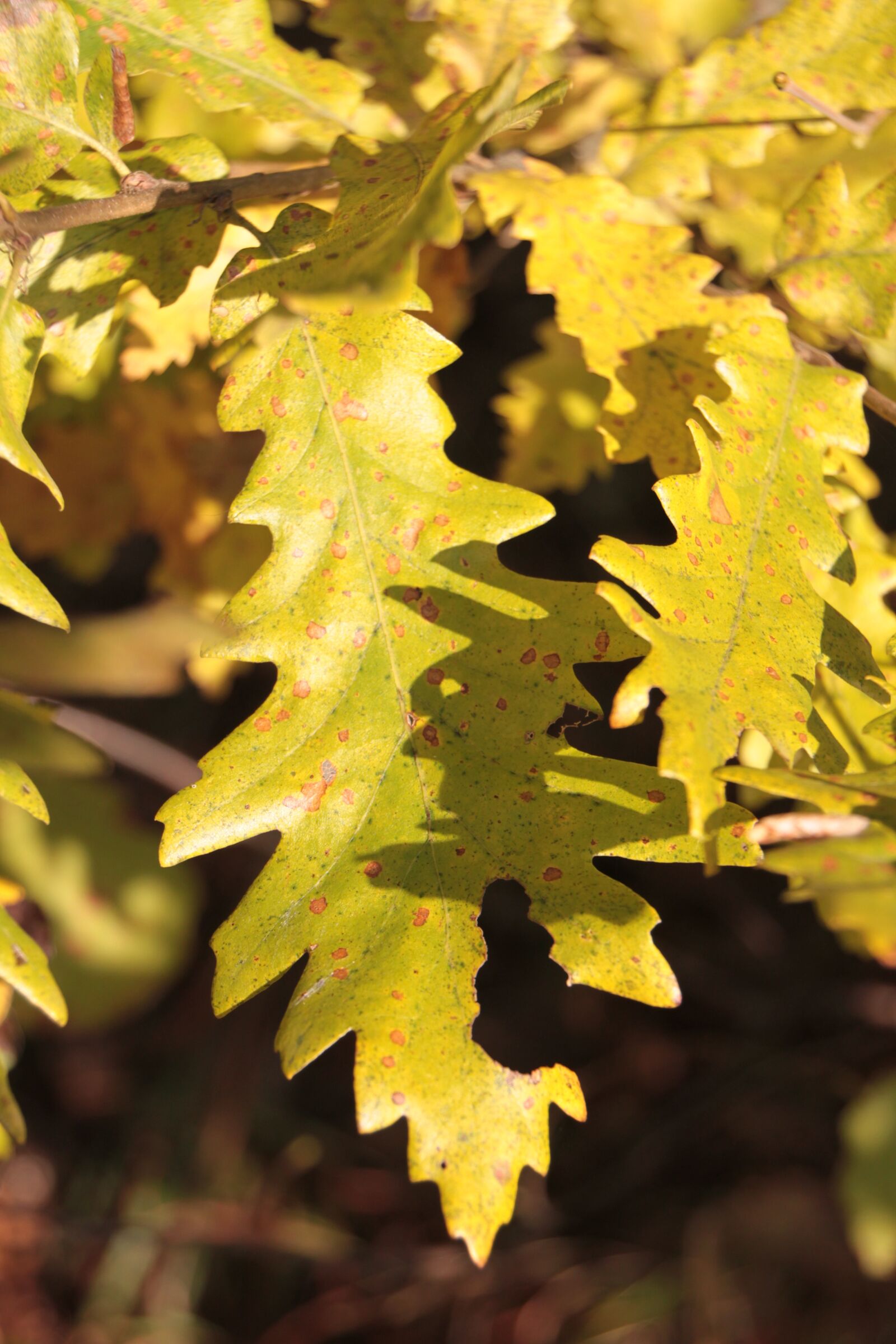 Canon EOS 500D (EOS Rebel T1i / EOS Kiss X3) sample photo. Colors, fall, forest photography