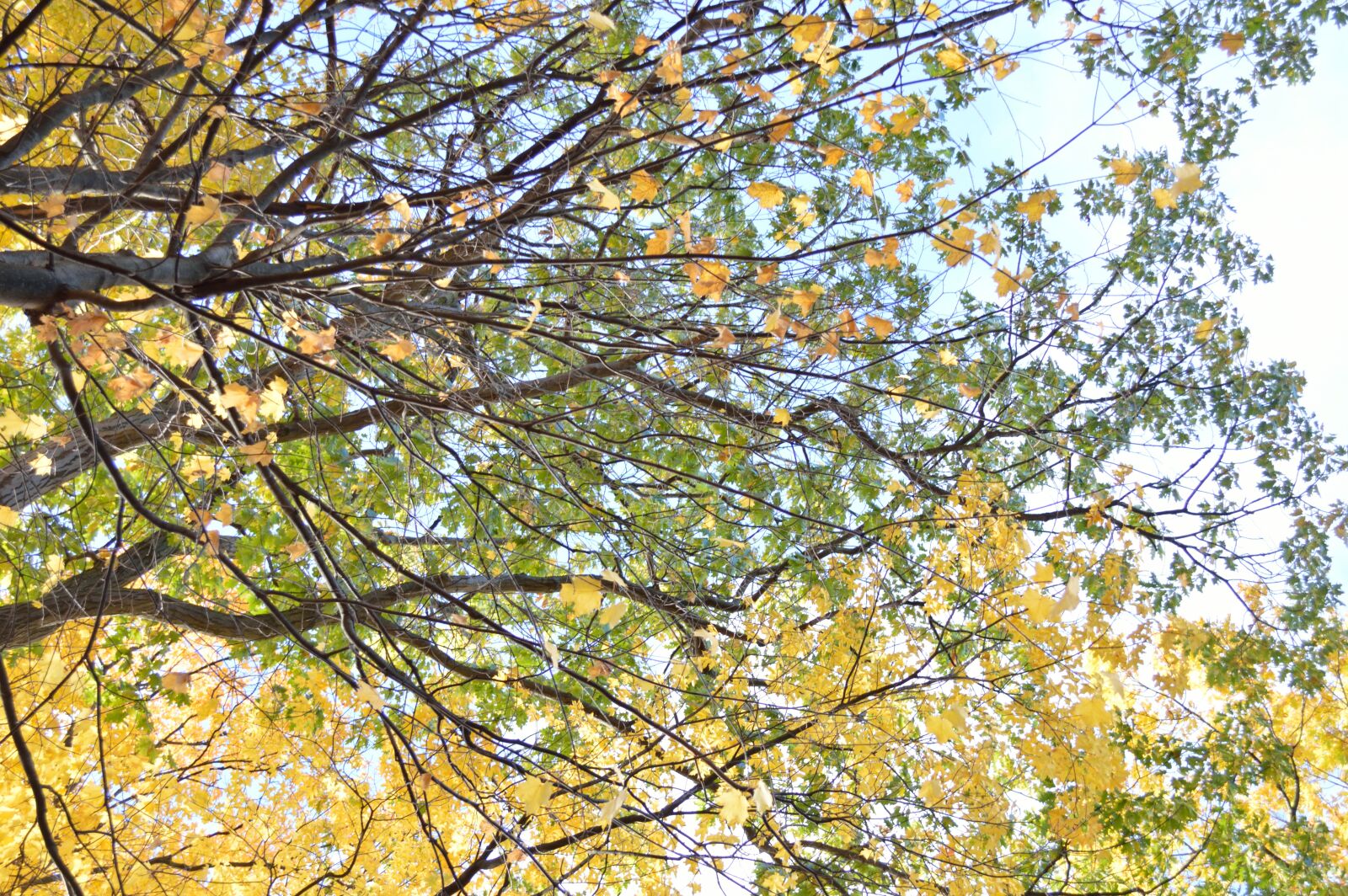 Nikon D3200 sample photo. Tree, trees, leaves photography