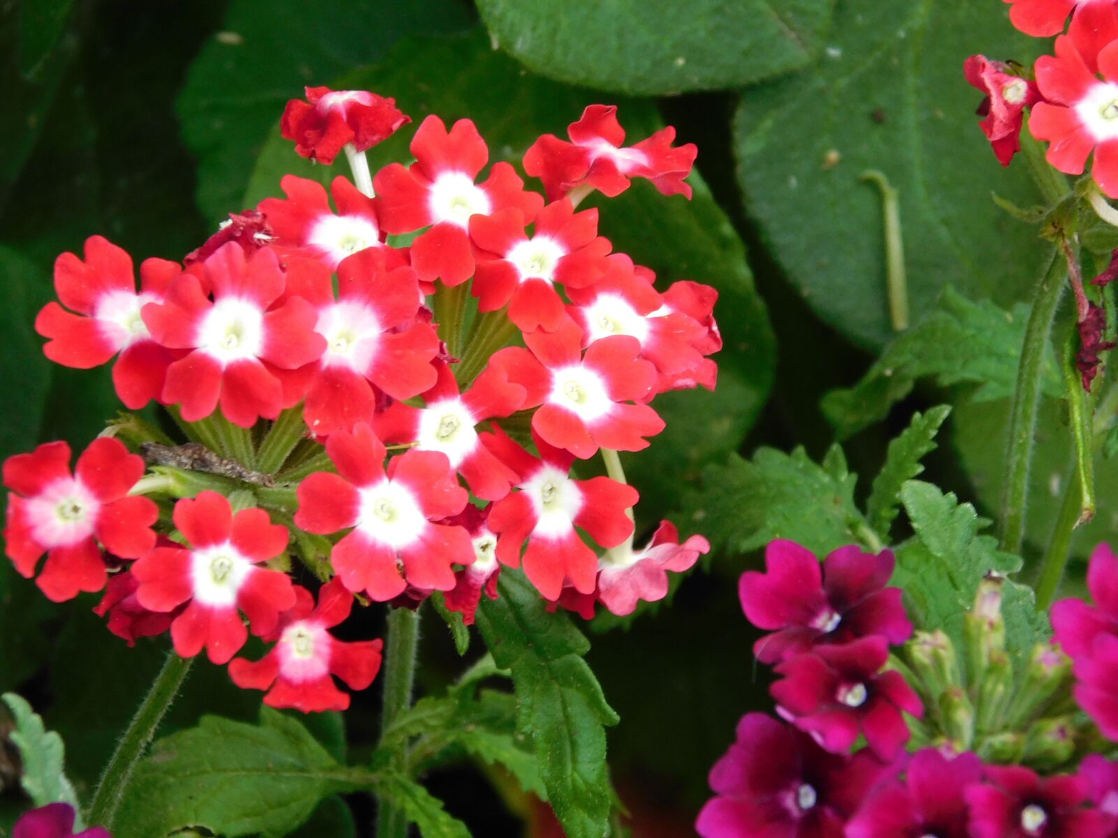 Nikon Coolpix L840 sample photo. Petal, flora, summer photography