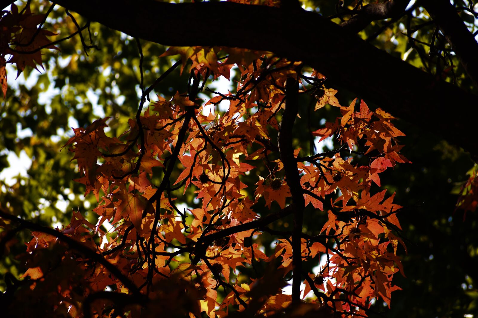 Nikon D3400 + Nikon AF-P DX Nikkor 70-300mm F4.5-6.3G sample photo. Autumn, autumn, colours, autumn photography