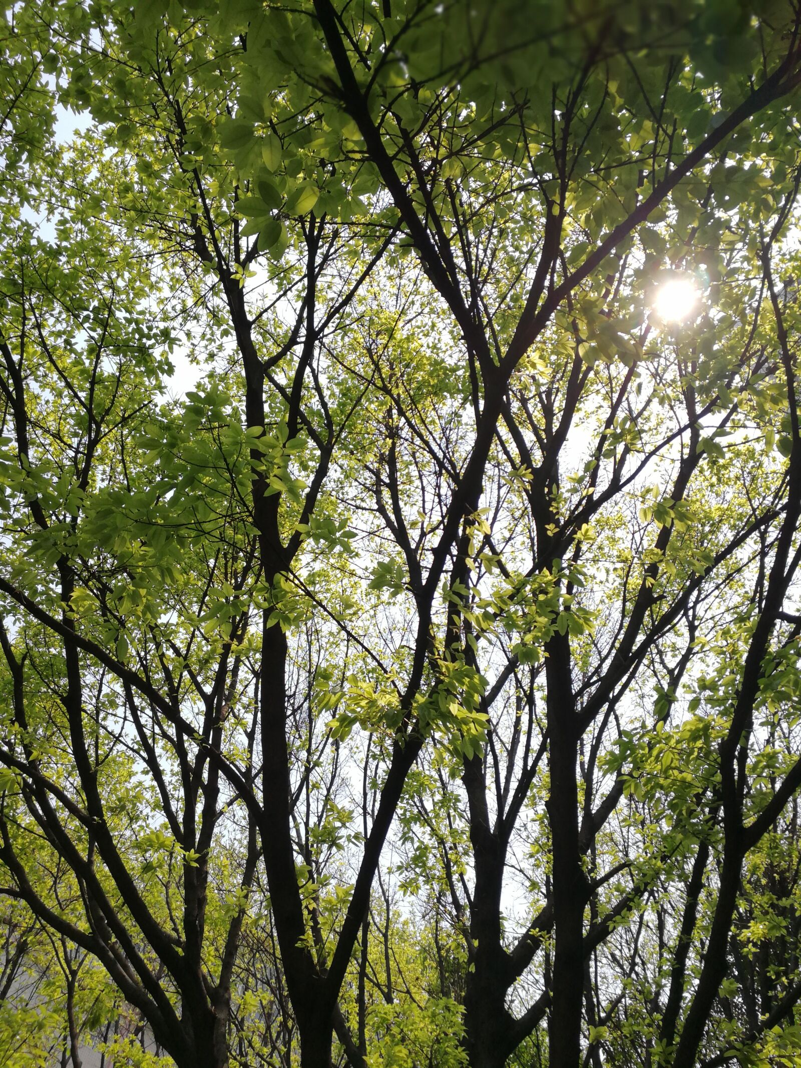HUAWEI Mate 9 sample photo. Light and shadow, woods photography