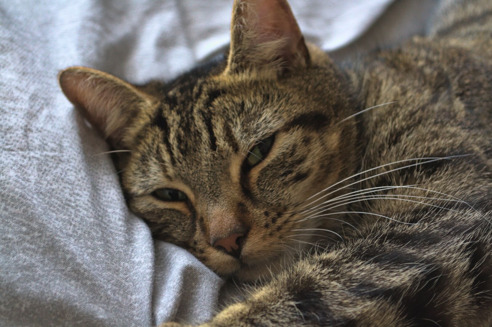 Nikon D3100 sample photo. Soft focus, cat, fur photography