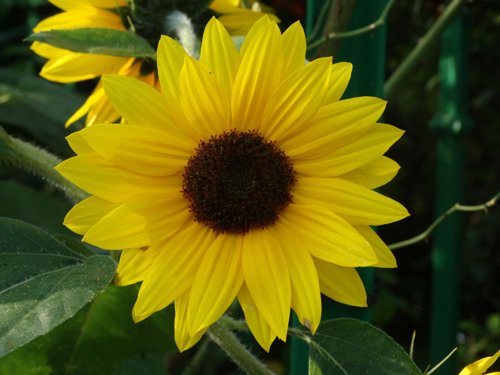 Sony Cyber-shot DSC-HX300 sample photo. Flower, sunflower, petals photography