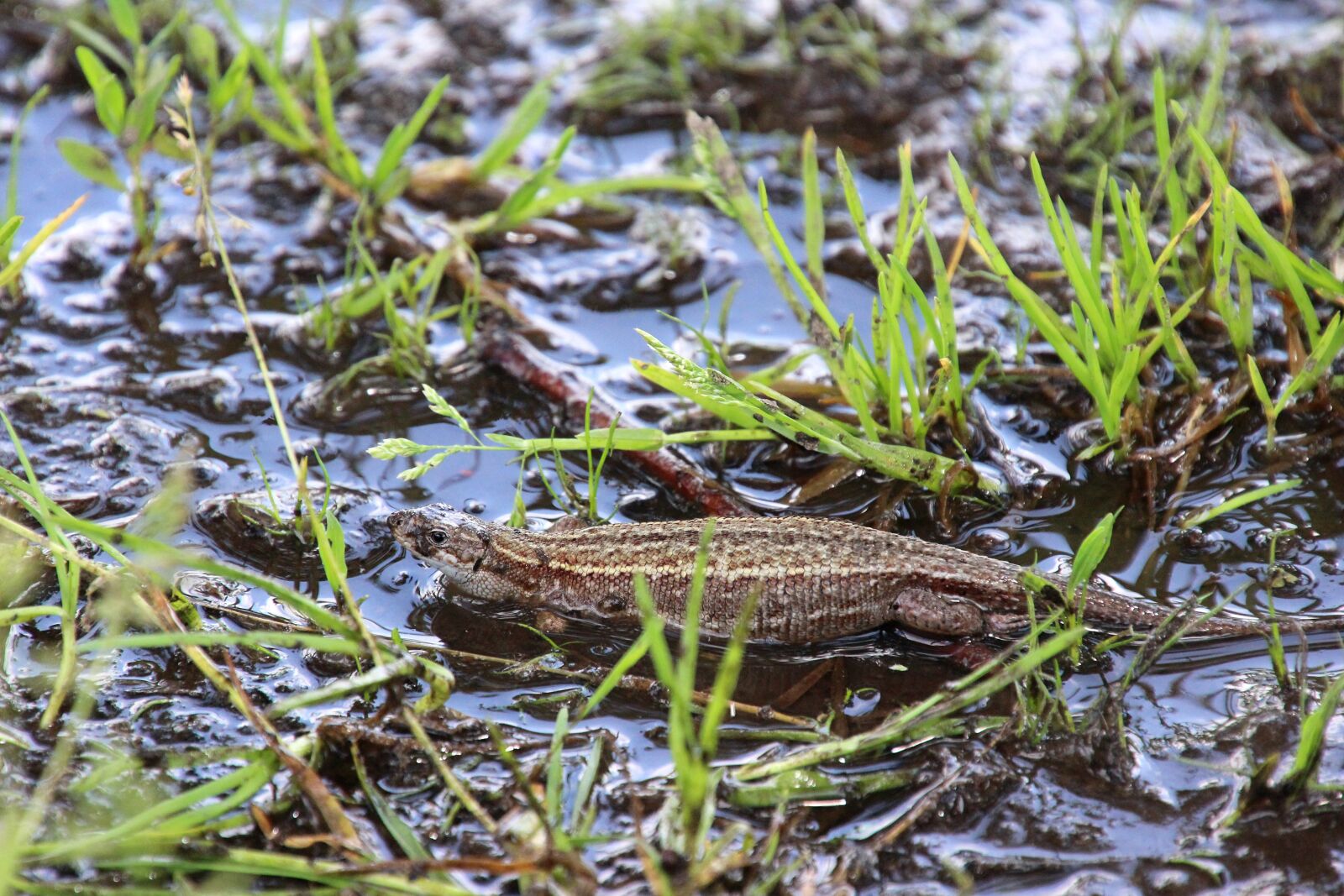 Canon EOS 600D (Rebel EOS T3i / EOS Kiss X5) sample photo. Reptile, animal, spring photography