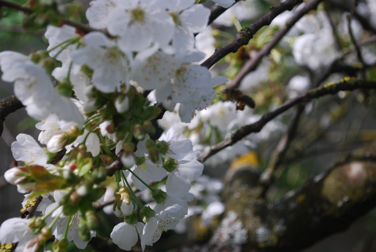 Nikon D60 sample photo. Cherry, flowers, spring photography