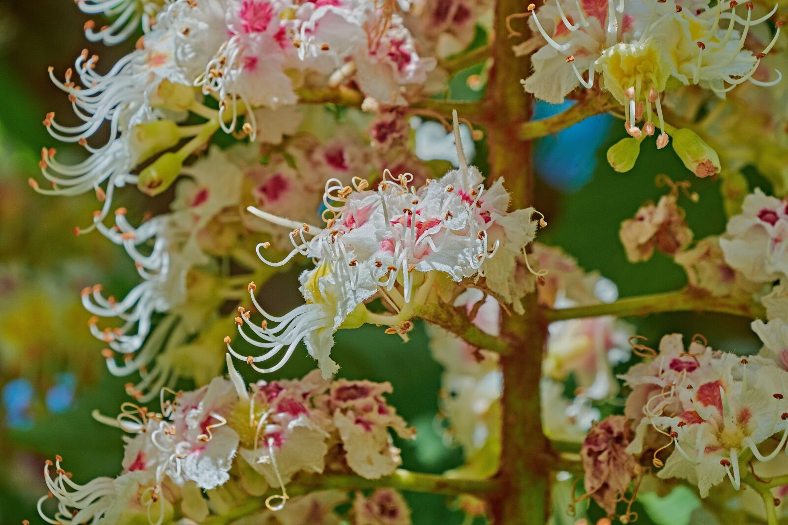 Nikon D7200 sample photo. Flower, branch, tree photography