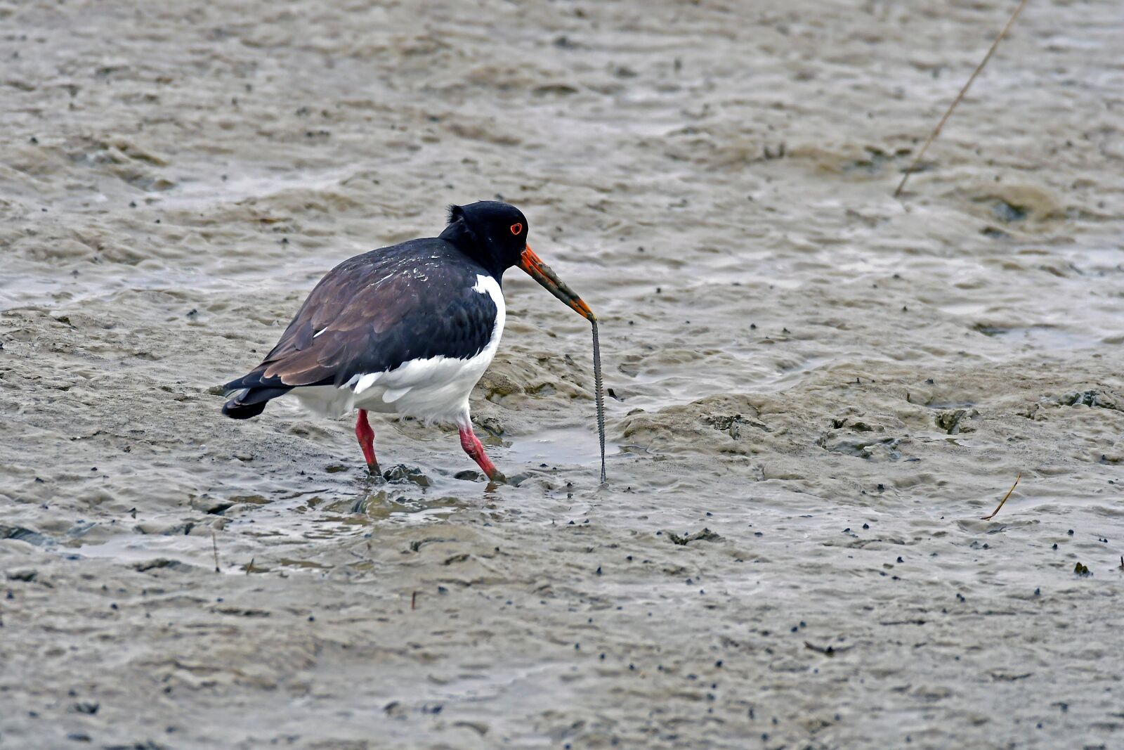 Nikon D500 sample photo. Oystercatcher, wader, lugworm photography