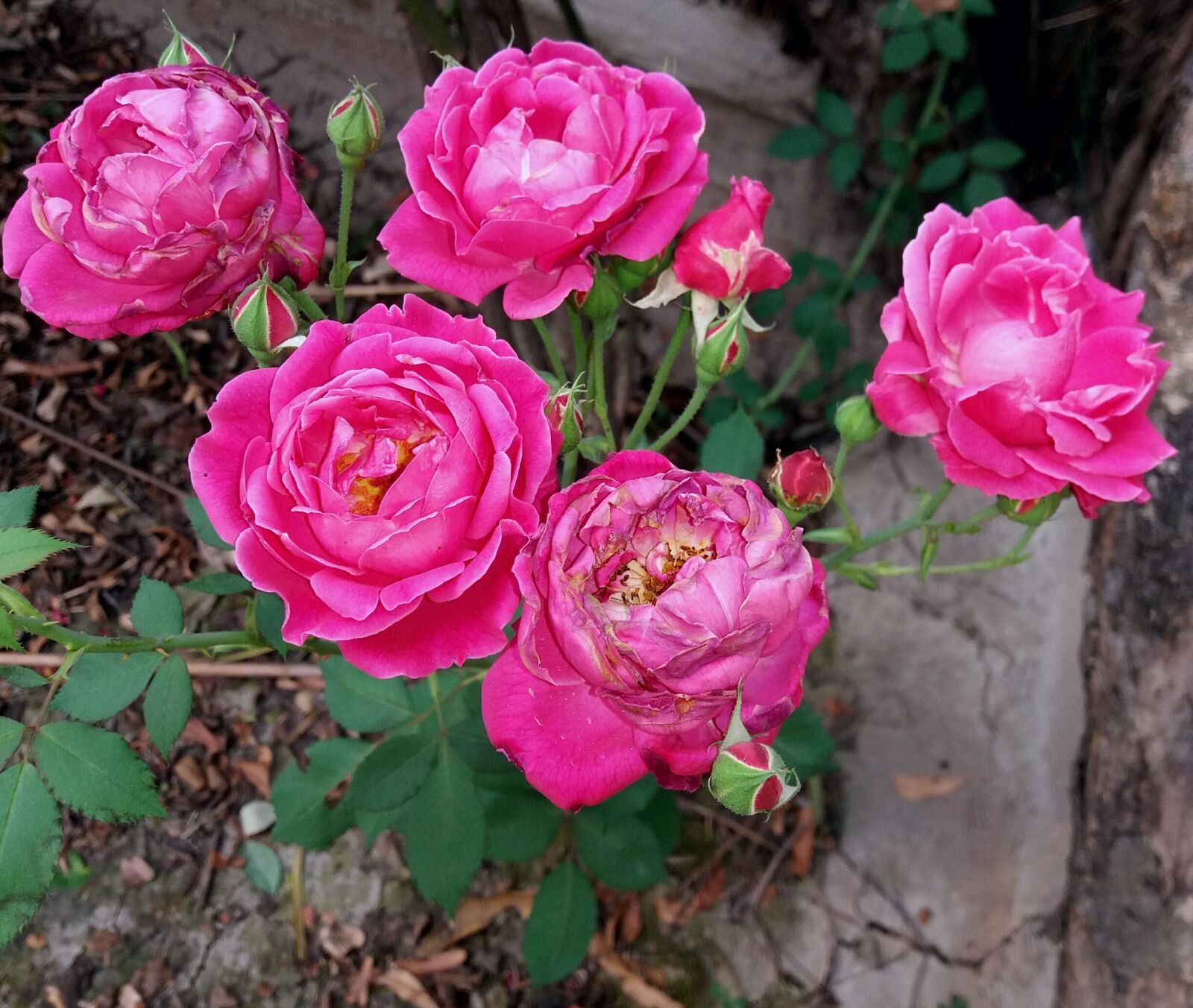 Samsung Galaxy J5 sample photo. Flower, rose, flora photography