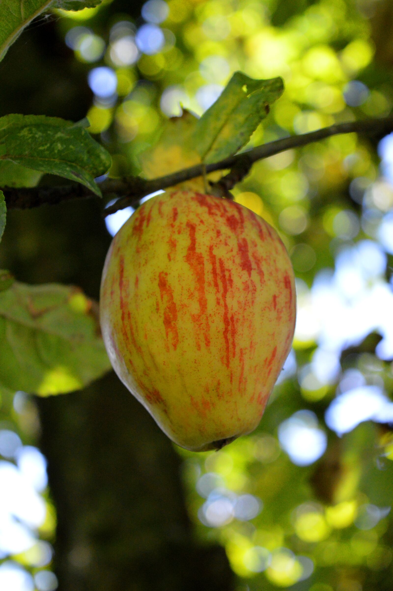 Nikon D3200 sample photo. Apple, apple tree, fruit photography