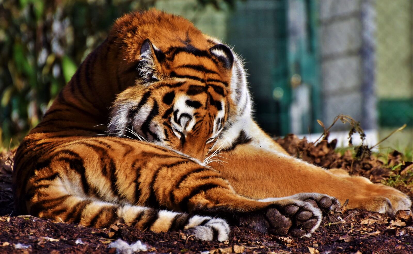 Nikon D7200 sample photo. Tiger, big cat, predator photography